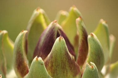 Bulanık Yeşil Arkaplanı olan Bahçedeki Enginar