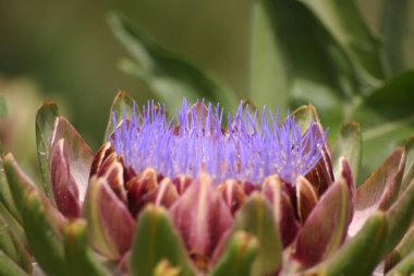 Çiçeklenen Mor Enginar Bulanık Arkaplanda Büyüyor