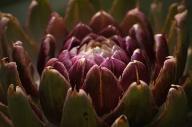 Bulanık Yeşil Arkaplanı olan Bahçedeki Enginar