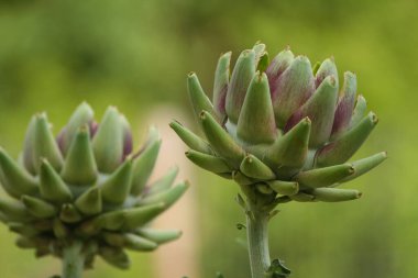 Bulanık Yeşil Arkaplanı olan Bahçedeki Enginar
