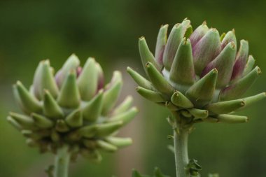 Bulanık Yeşil Arkaplanı olan Bahçedeki Enginar