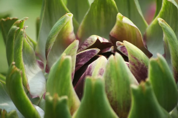 Artischocke Garten Mit Verschwommenem Grünen Hintergrund — Stockfoto