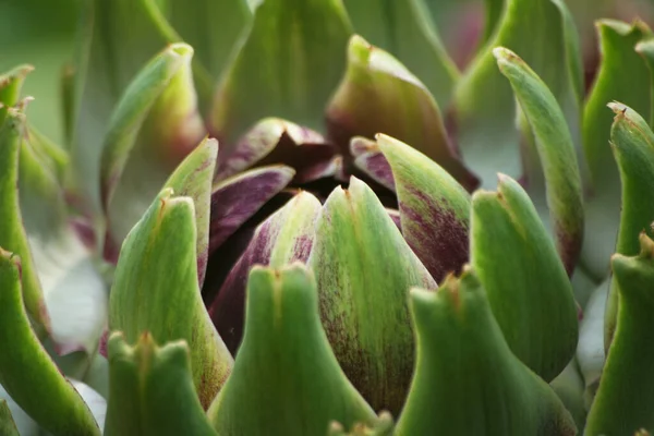 Alcachofra Jardim Com Fundo Verde Desfocado — Fotografia de Stock