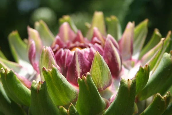 Artichaut Dans Jardin Avec Fond Vert Flou — Photo