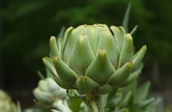 Artisjok Tuin Met Wazig Groene Achtergrond — Stockfoto