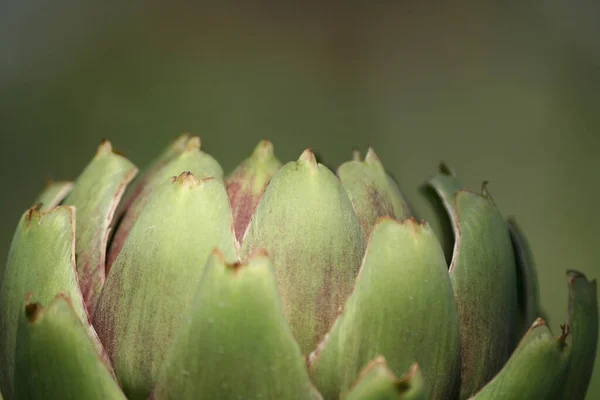 Artischocke Garten Mit Verschwommenem Grünen Hintergrund — Stockfoto