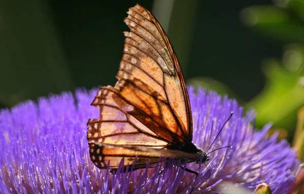 Blooming Artichoke in Garden With Butterfly