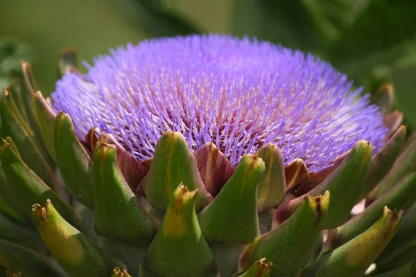 Blooming Purple Artichoke Growing Garden Blurred Background Royalty Free Stock Photos