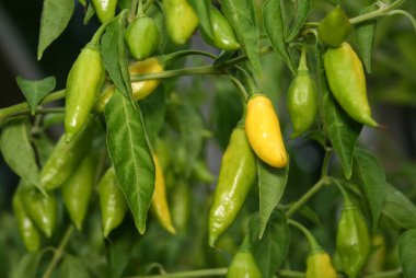 Peru ve Güney Amerika 'dan limonlu biber. Aji Limuzin Capsicum frutescens L.