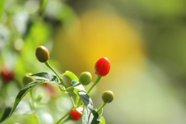Teksas yerlisi Pepper Chiltepin Pepper Capsicum annuum var. glabriusculum
