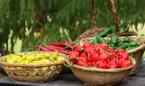 Papryka Habanero Papryka Jalapeno Papryka Aji Limon Koszyku Targu Rolniczym — Zdjęcie stockowe