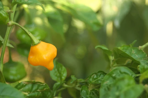 Jamaican Hot Yellow Scotch Bonnet Pepper Capsicum Chinense — Stock Photo, Image