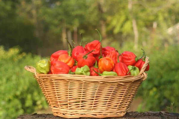 Корзина Свежих Органических Перцев Habanero Открытом Воздухе Саду — стоковое фото