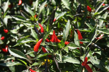 Açık havada yetişen Siyah Kobra Biberleri