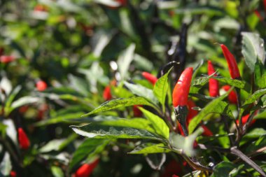 Açık havada yetişen Siyah Kobra Biberleri