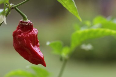 Bhut Jolokia ya da Garden 'da olgunlaşan hayalet biberi.
