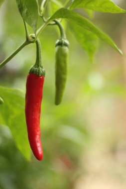 Bahçede yetişen Cayenne Biberleri