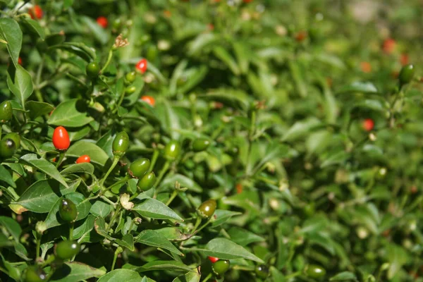 Pimienta Nativa Texas Chiltepin Pepper Capsicum Annuum Var Glabriusculum —  Fotos de Stock