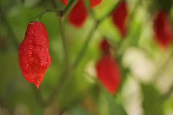 Bhut Jolokia Ghost Chili Madurando Planta Jardín — Foto de Stock