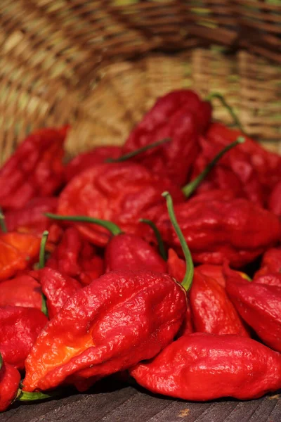 Korb Mit Frischen Bhut Jolokia Ghost Chili Peppers Auf Dem — Stockfoto