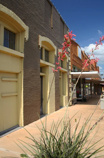 Buildings Small Town Flowers — Stock Photo, Image