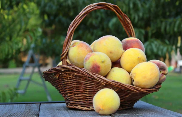 Frische Pfirsichernte Freien Auf Ländlichem Bio Bauernhof — Stockfoto