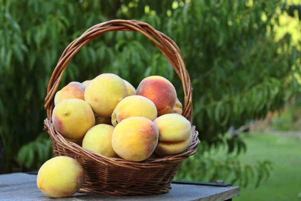 Frische Pfirsichernte Freien Auf Ländlichem Bio Bauernhof — Stockfoto