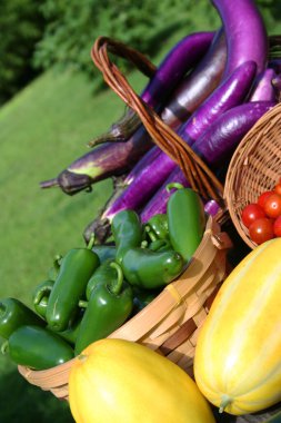 Yaz Sebze Hasadı Taze Organik Domates Patlıcan ve Kabak