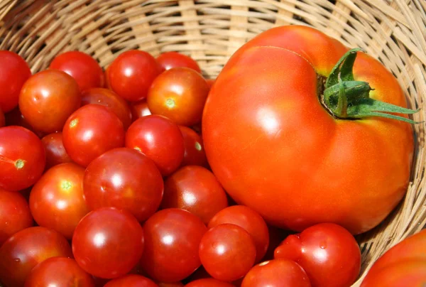 夏季蔬菜收获 新鲜有机番茄 茄子和胡瓜 — 图库照片
