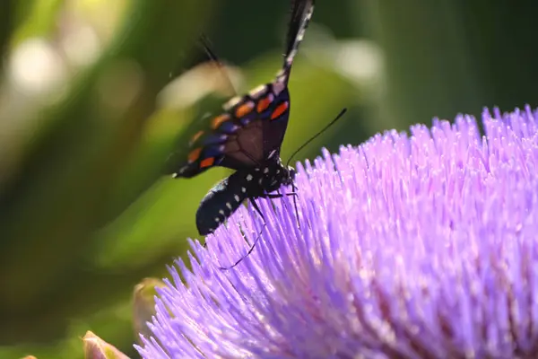 나비와 정원에서 꽃피는 — 스톡 사진