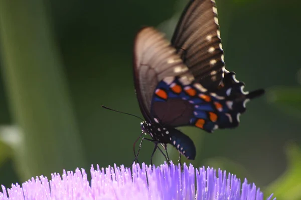 Ανθισμένη Αγκινάρα Στον Κήπο Πεταλούδα — Φωτογραφία Αρχείου