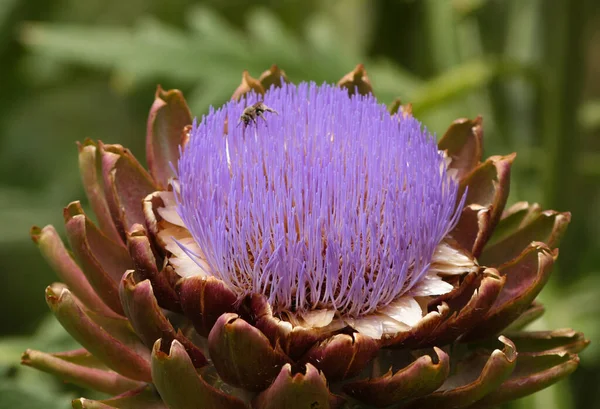 Blooming Purple Artichoke Growing Garden Tåkete Bakgrunn – stockfoto