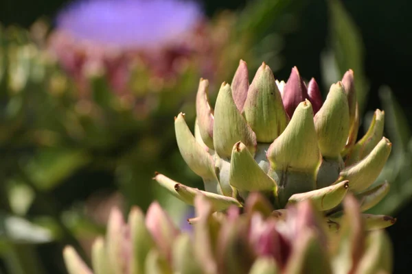 Blühende Lila Artischocke Wächst Garten Verschwommener Hintergrund — Stockfoto