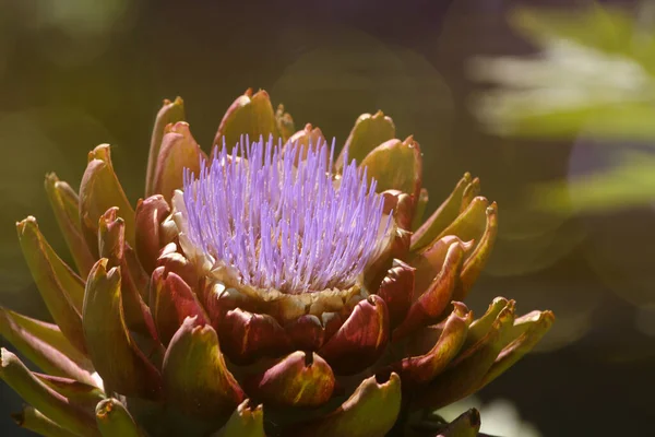 Ανθισμένα Purple Αγκινάρα Καλλιέργεια Στον Κήπο Θολή Φόντο — Φωτογραφία Αρχείου