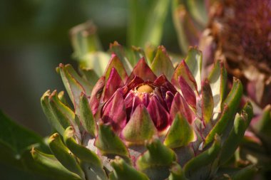 Çiçeklenen Mor Enginar Bulanık Arkaplanda Büyüyor