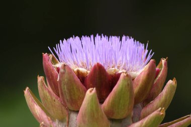 Çiçeklenen Mor Enginar Bulanık Arkaplanda Büyüyor