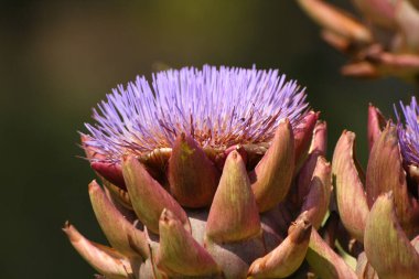 Çiçeklenen Mor Enginar Bulanık Arkaplanda Büyüyor