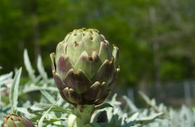 Bulanık Yeşil Arkaplanı olan Bahçedeki Enginar