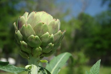 Bulanık Yeşil Arkaplanı olan Bahçedeki Enginar