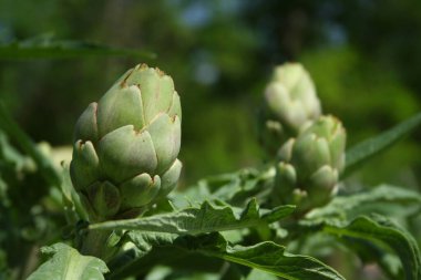 Bulanık Yeşil Arkaplanı olan Bahçedeki Enginar