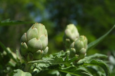 Bulanık Yeşil Arkaplanı olan Bahçedeki Enginar