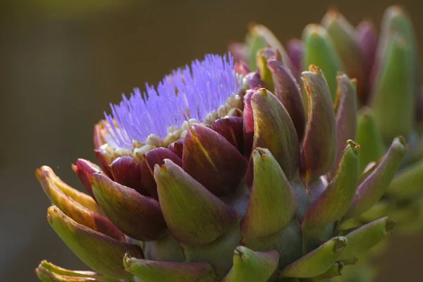 Ανθισμένα Purple Αγκινάρα Καλλιέργεια Στον Κήπο Θολή Φόντο — Φωτογραφία Αρχείου