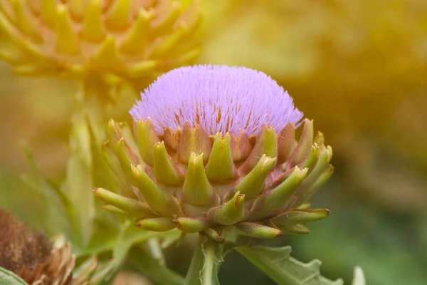 Bloeiende Paarse Artisjok Groeien Tuin Wazig Achtergrond — Stockfoto