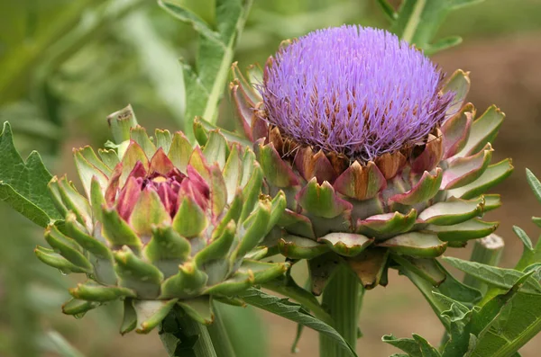 Alcachofa Púrpura Floreciente Creciendo Jardín Fondo Borroso —  Fotos de Stock