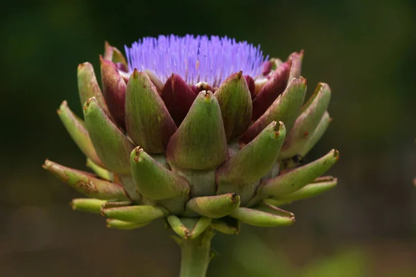 Bloeiende Paarse Artisjok Groeien Tuin Wazig Achtergrond — Stockfoto