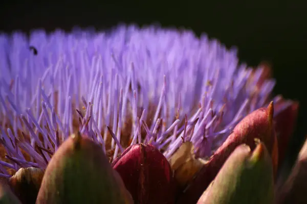 Ανθισμένα Purple Αγκινάρα Καλλιέργεια Στον Κήπο Θολή Φόντο — Φωτογραφία Αρχείου