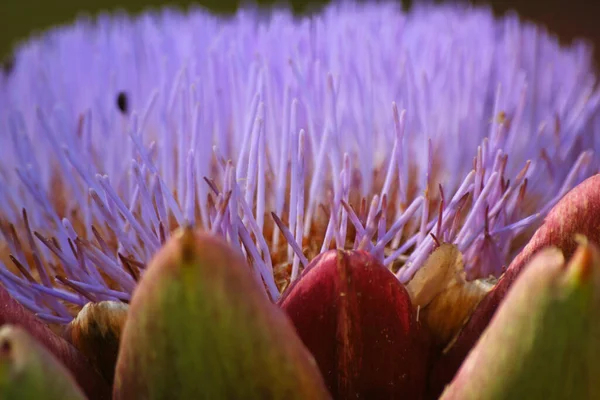 Квітучий Фіолетовий Артишок Росте Розмитому Фоні Саду — стокове фото