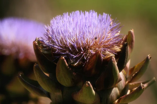 Ανθισμένα Purple Αγκινάρα Καλλιέργεια Στον Κήπο Θολή Φόντο — Φωτογραφία Αρχείου