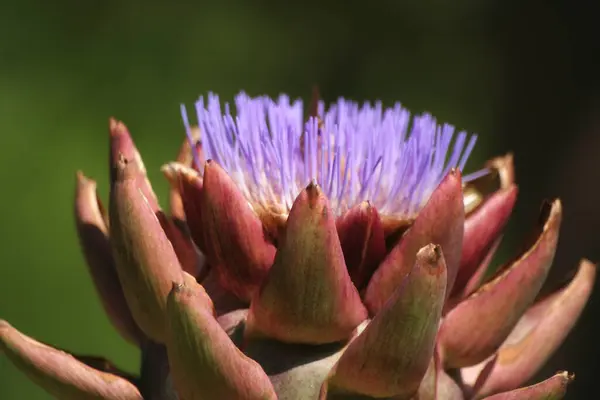 Bloeiende Paarse Artisjok Groeien Tuin Wazig Achtergrond — Stockfoto