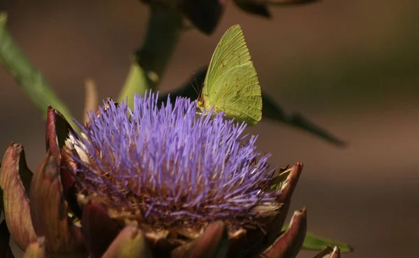 Artichaut Fleuri Dans Jardin Avec Papillon — Photo